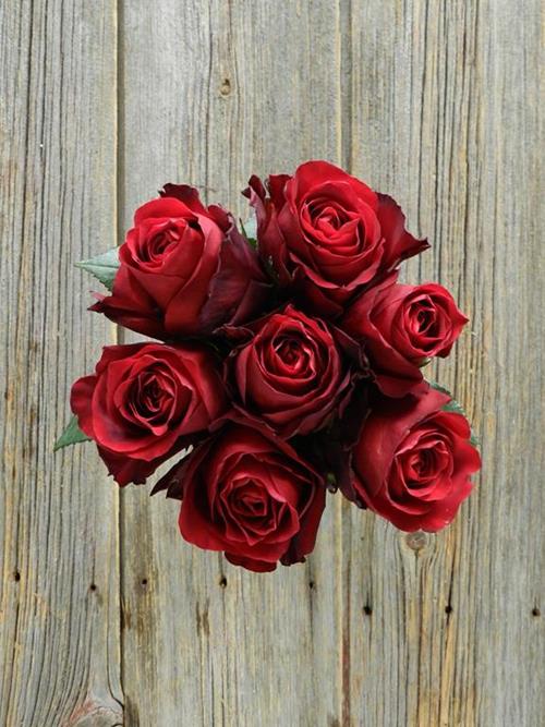 EXPLORER  RED ROSES